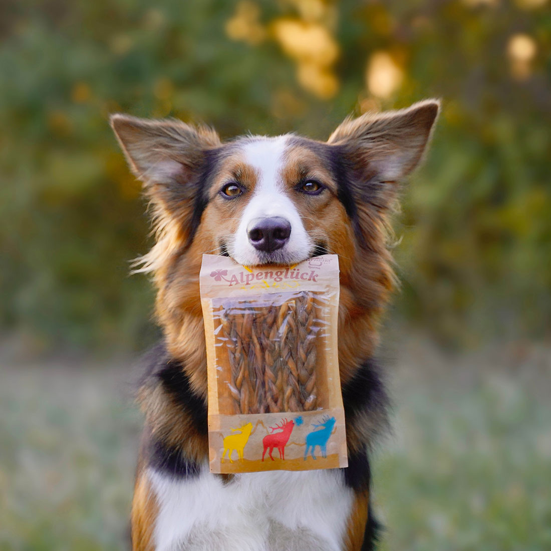 Carnelle Glückssträhnen Hund mit Packung