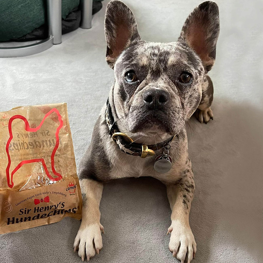 Carnello Hundechips Hund frisst