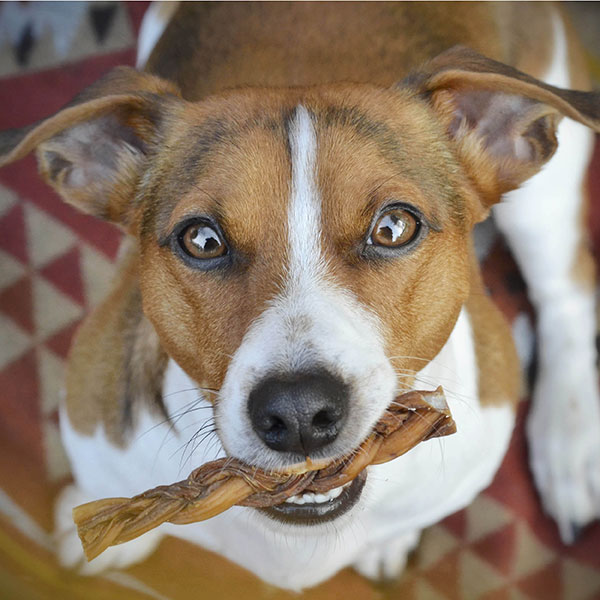 Hund mit Glückssträhne