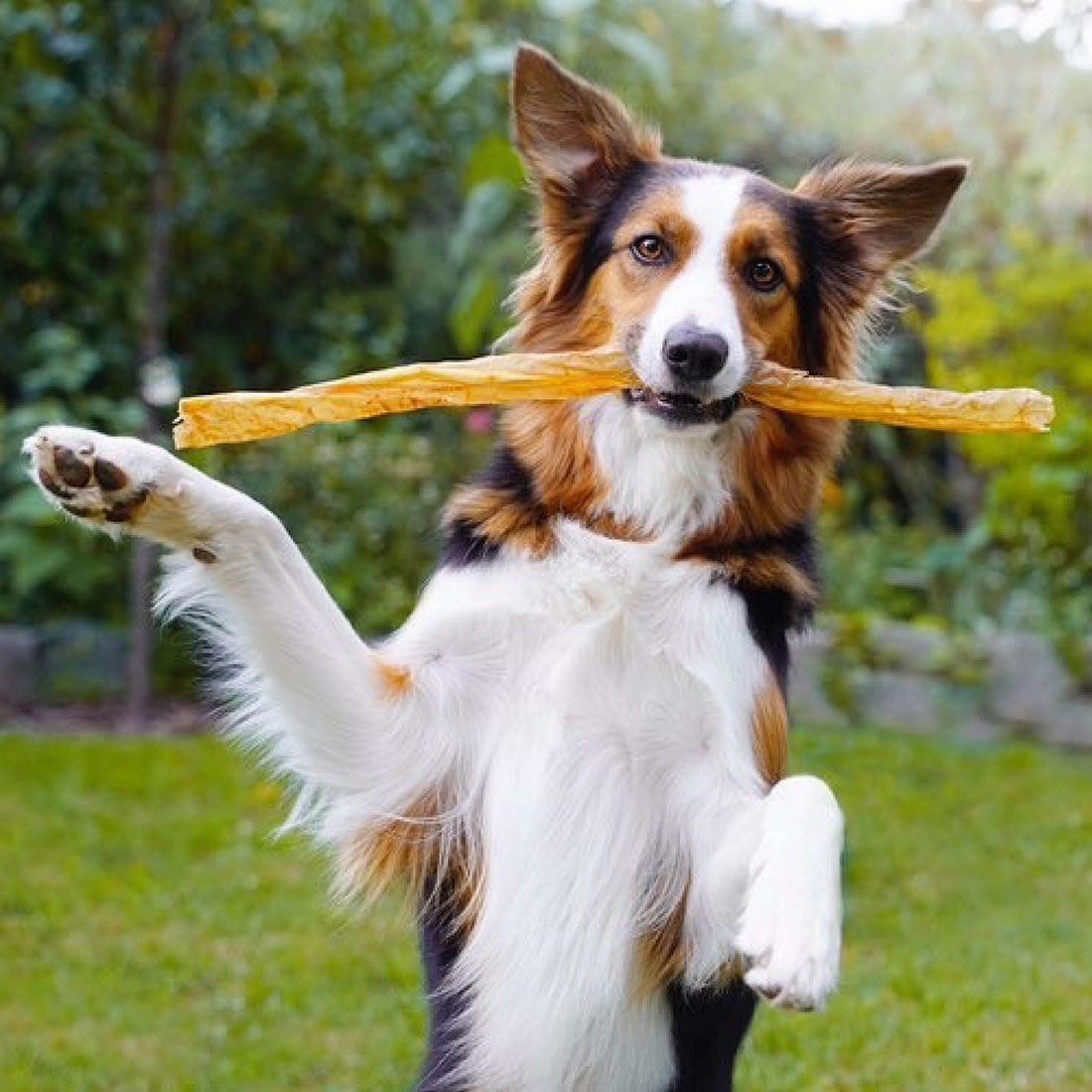 Carnello Hundemakkaroni wird gefressen