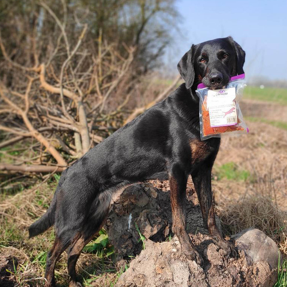 Carnello Hundekaugummi Training Hund Carnello Hundekaugummi Training Hund
